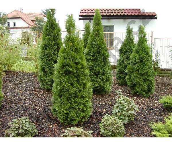 Thuja occidentalis Smaragd 100 – 120 CM