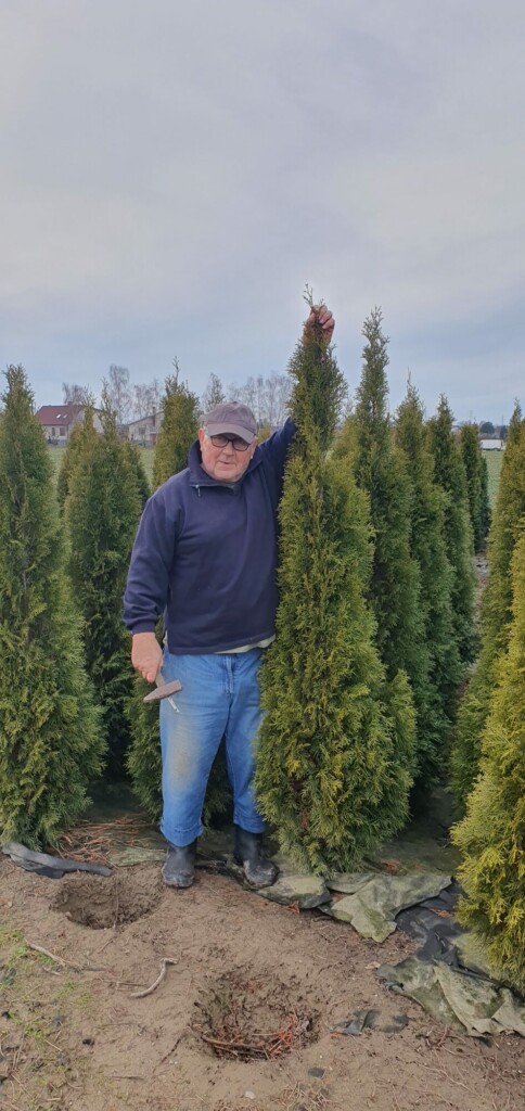 Túje Smaragd – Thuja occidentalis Smaragd