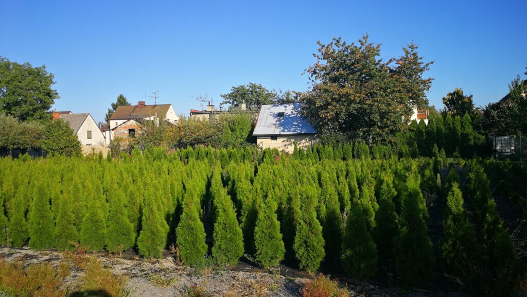 Túje Smaragd – Thuja occidentalis Smaragd