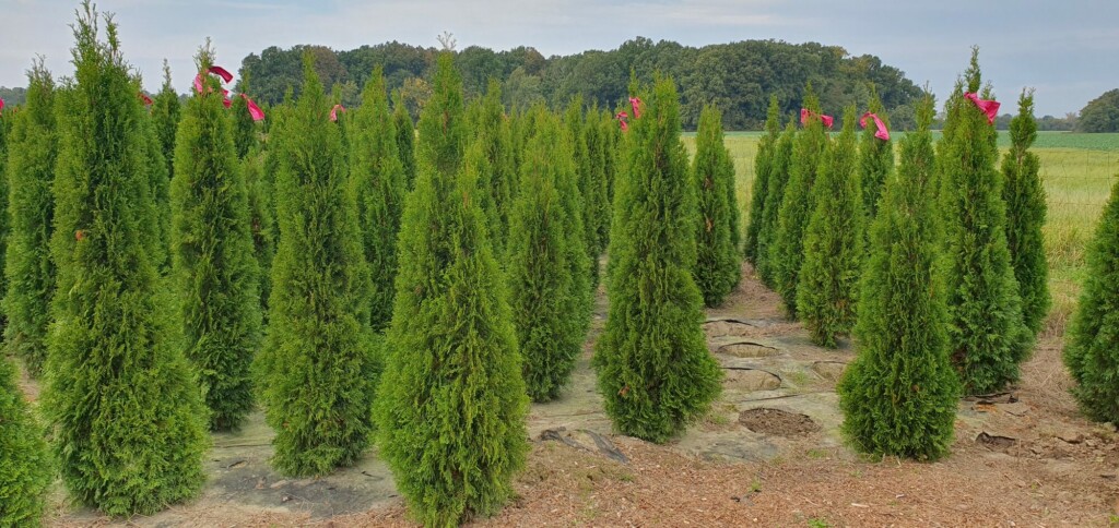 Túje Smaragd – Thuja occidentalis Smaragd