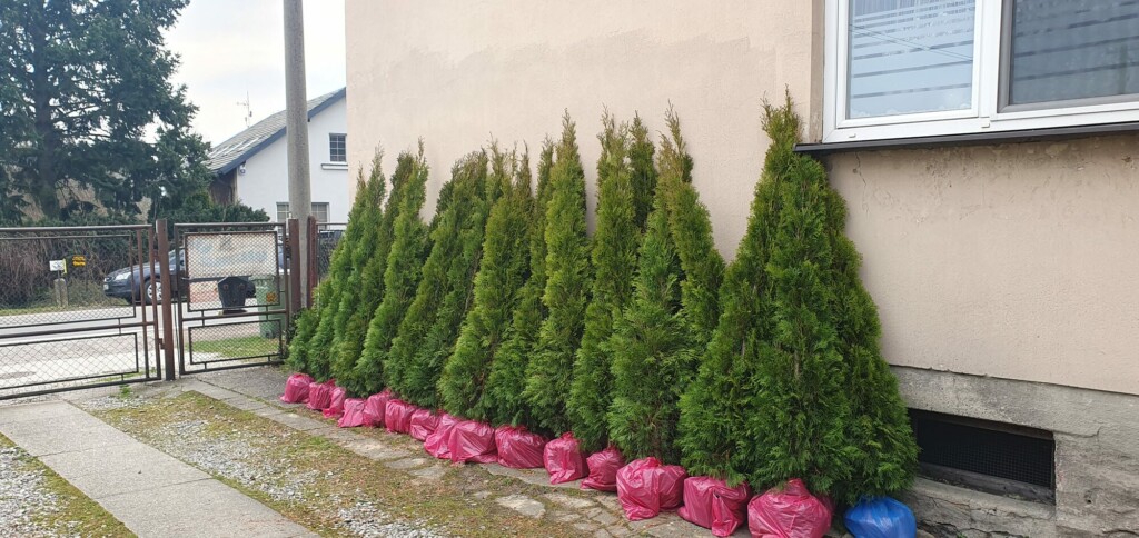 Túje Smaragd – Thuja occidentalis Smaragd