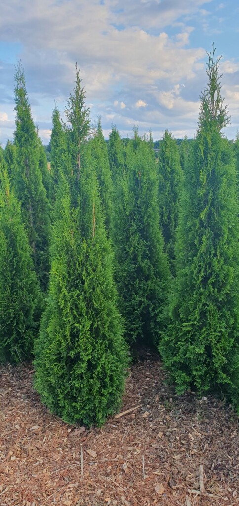 Túje Smaragd – Thuja occidentalis Smaragd