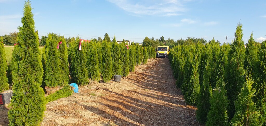 Túje Smaragd – Thuja occidentalis Smaragd