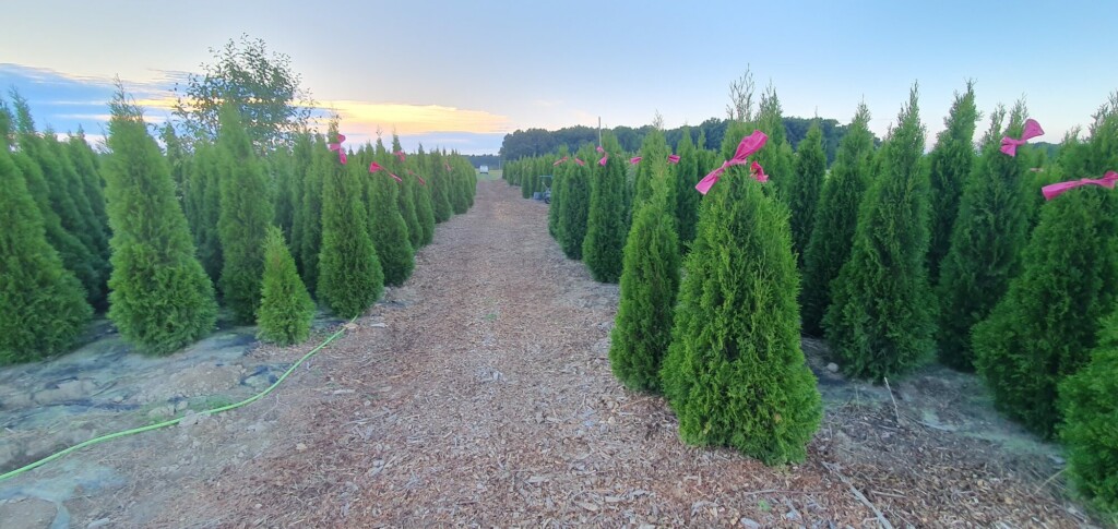 Túje Smaragd – Thuja occidentalis Smaragd