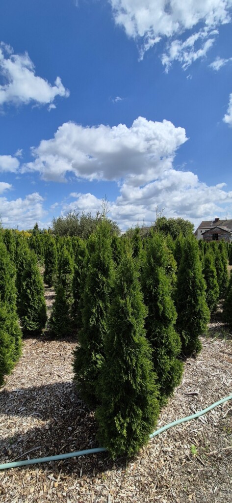 Túje Smaragd – Thuja occidentalis Smaragd
