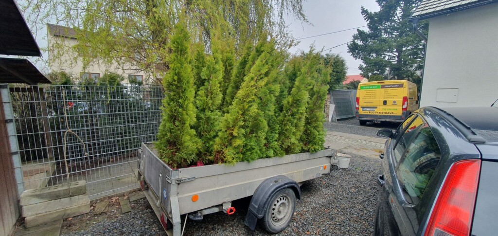 Túje Smaragd – Thuja occidentalis Smaragd