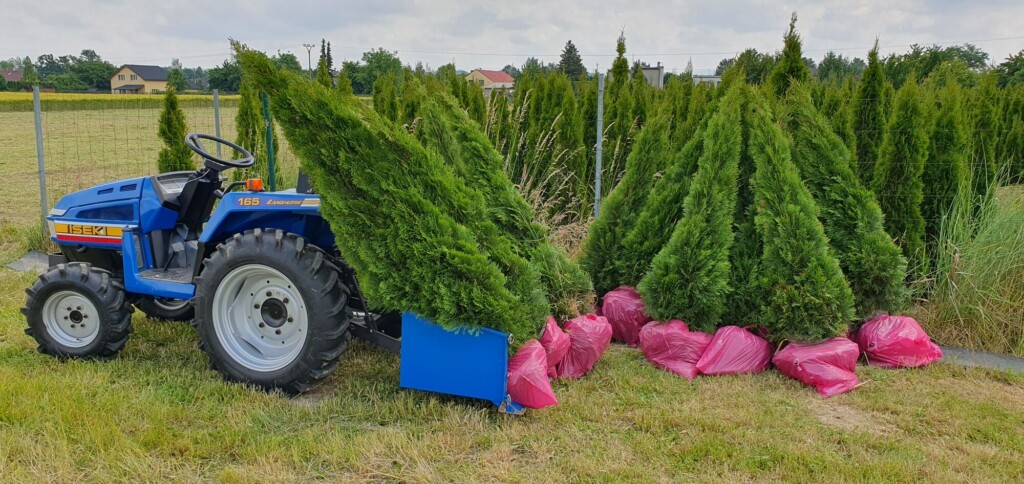 Túje Smaragd – Thuja occidentalis Smaragd